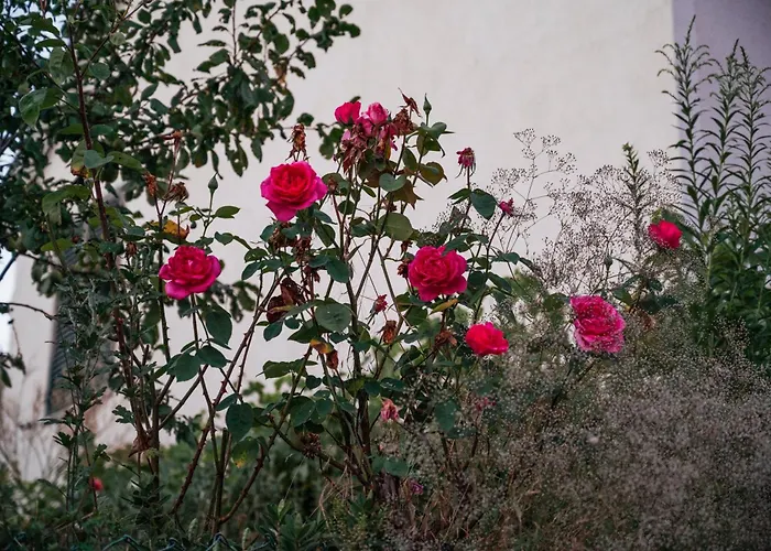 Casa Da Ferreira_vila Real بيت للعطل *